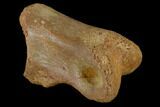 Fossil Theropod Phalange (Toe Bone) - Morocco #116856-3